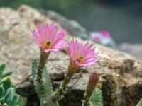 Zwei pinkfarbene Kaktusblüten im Botanischen Garten - Erlangen